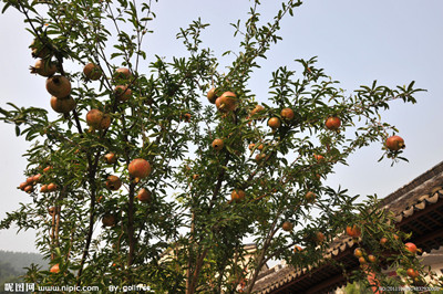 我愛家鄉的石榴樹