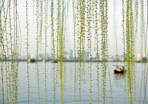 油菜花開滿地春