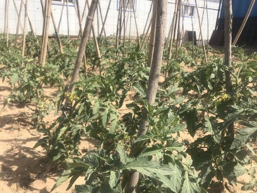 陜煤建設洗選煤運營公司小保當運營項目部打造沙漠中的“綠色農場”