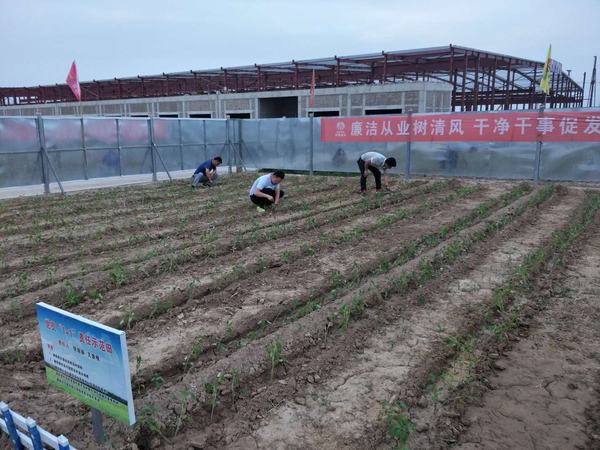 陜煤建設渭南公司南京金龍項目部黨員“1+1”蔬菜責任區生機盎然