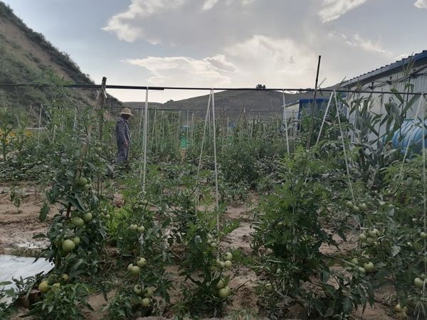 陜煤建設天工公司安裝三部餐桌上的“營養綠”