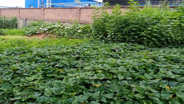 陜煤建設洗選煤運營公司紅柳林洗煤廠項目部：職工“菜園子”，舒筋又舒心