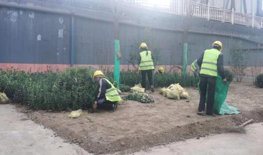 陜煤建設綠宇公司：龍鋼廠區再添綠色“新衣”