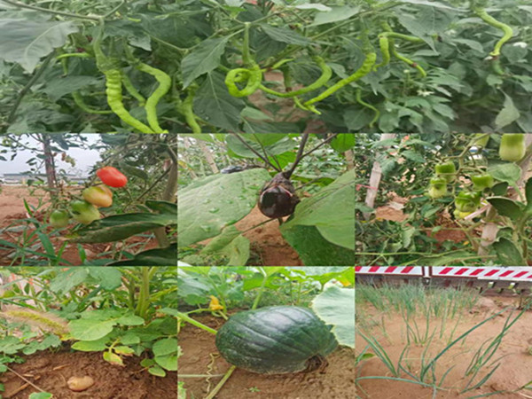 陜煤建設咸陽分公司第九項目部：碩果累累的“菜園子”，滿滿當當的“菜籃子”