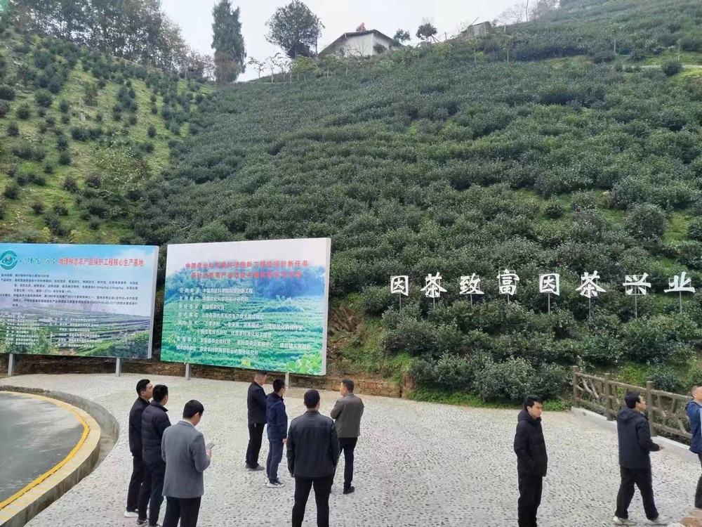 陜煤建設駐村工作隊“走出去”尋覓茶產業 發展良方