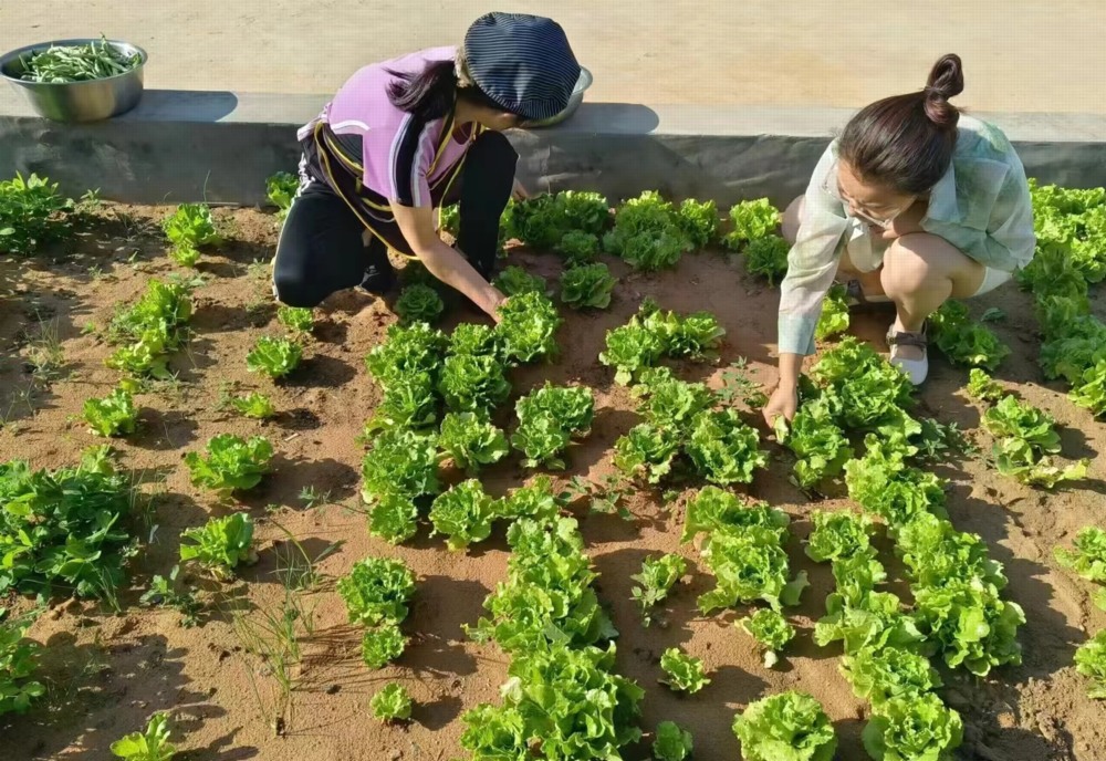 陜煤建設礦建三公司:項目菜園子“種”出職工幸福感