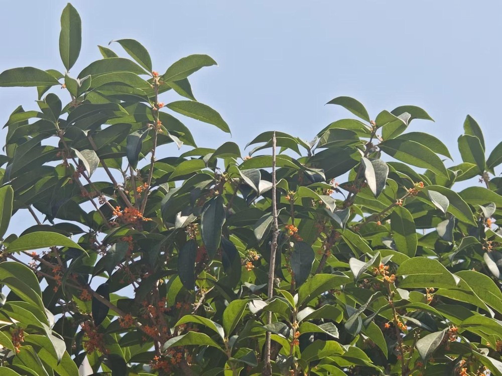 滿城桂花香，最是秋意濃