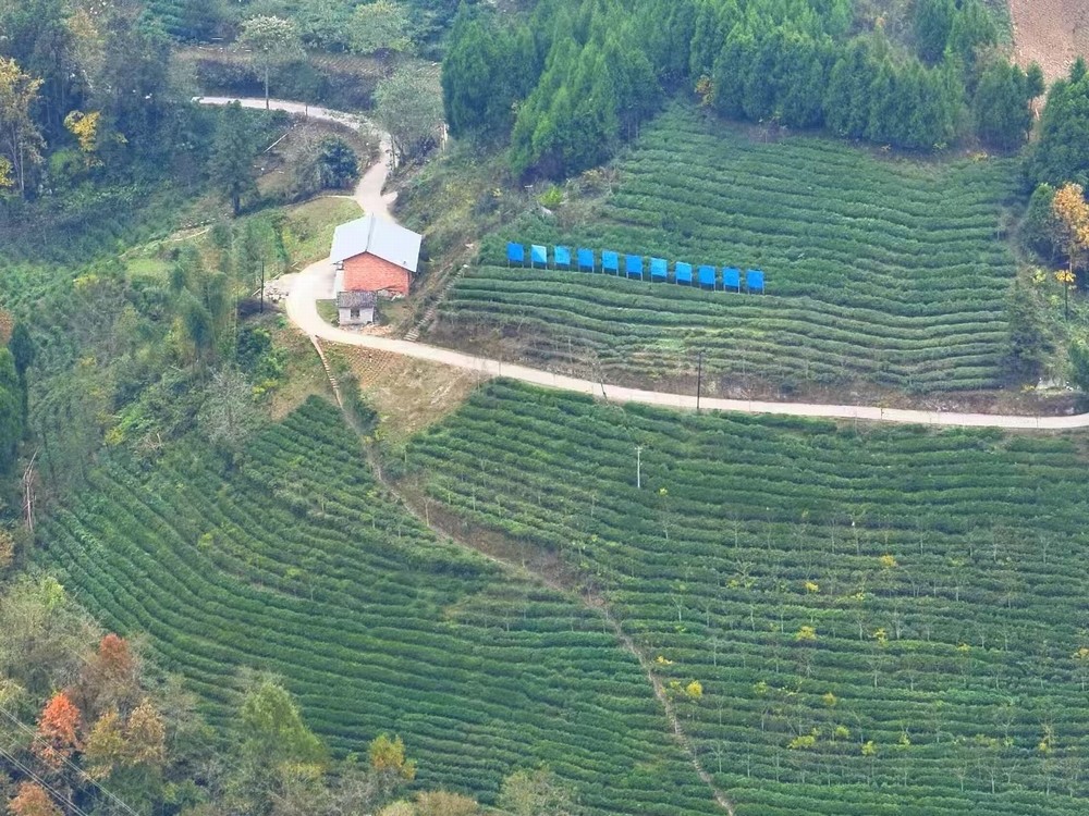 陜煤建設定點幫扶村:春茶采摘忙 產業興旺正當時