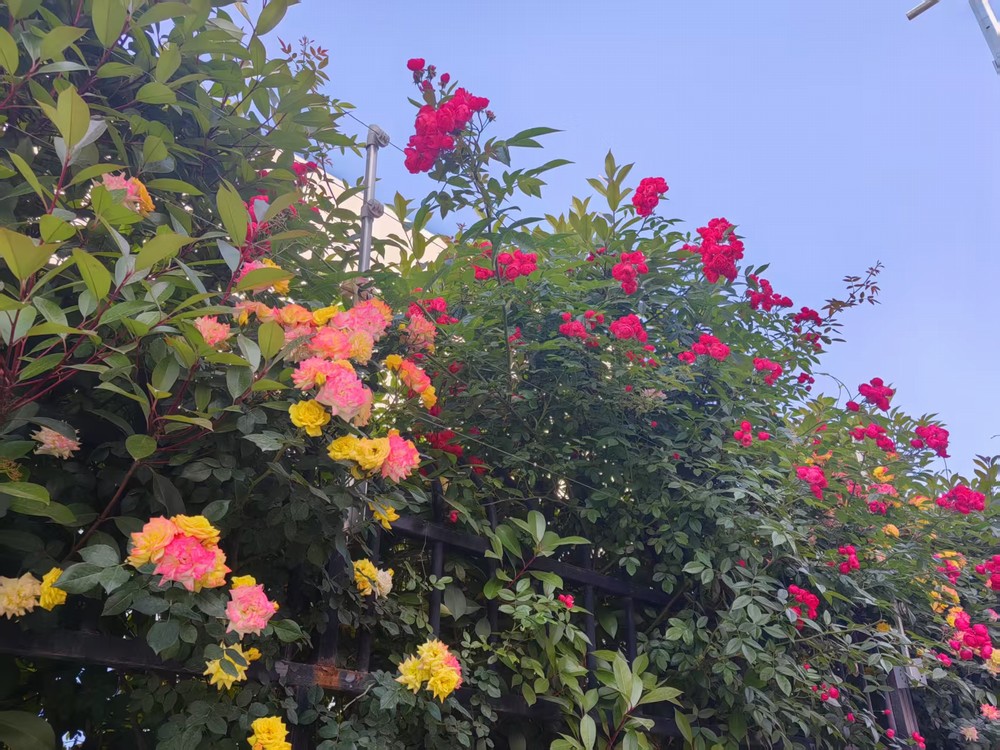 圍墻花簇映發展  奮進征程綻華光