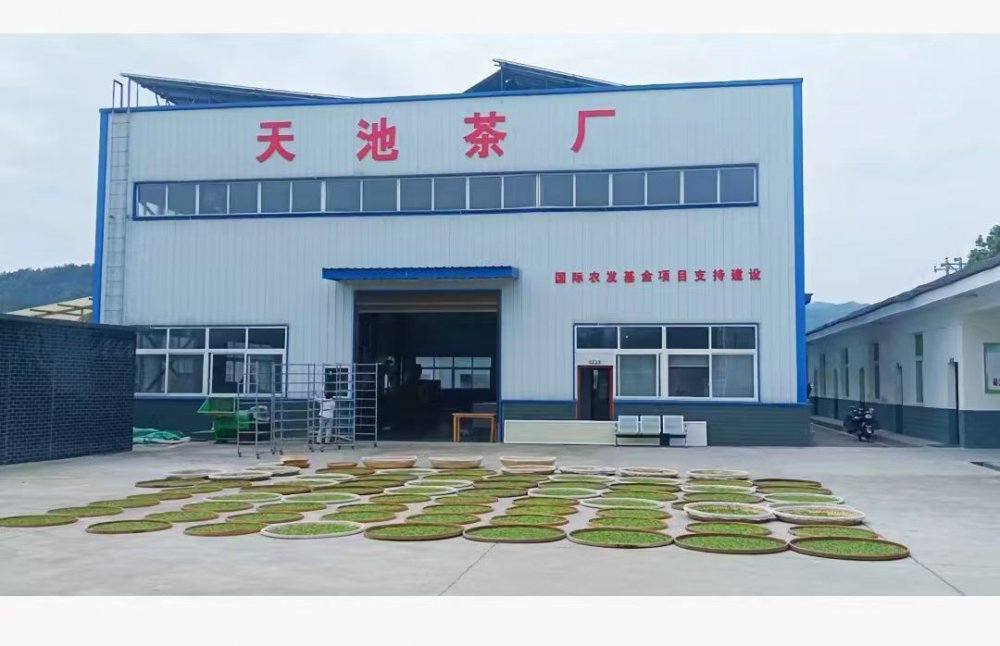 陜煤建設定點幫扶村：百畝茶園托起鄉村振興“綠引擎”